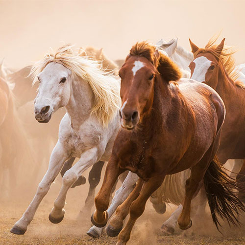 مزرعه پرورش اسب حسین آباد