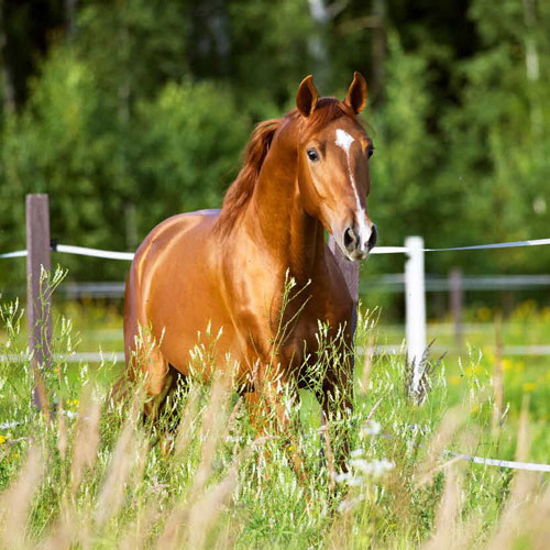 سامانه اَسپا